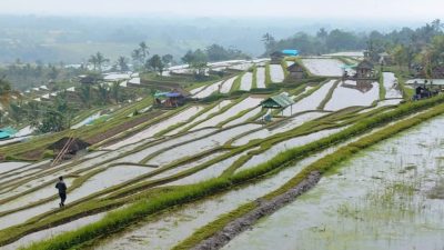 Pemasukan Tiket DTW Jatiluwih 'Tajir Melintir', Tapi Petani dan Subak Menjerit Kesulitan, Setahun Semua Petani Cuma Dikasih Rp 1 M 7 Pemasukan Tiket DTW Jatiluwih Tajir Melintir, Tapi Petani dan Subak Menjerit Kesulitan. FOTO Seranusa.com