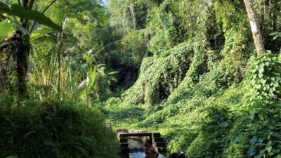 Keindahan alami Petung Natural Water di Karangasem, Bali.